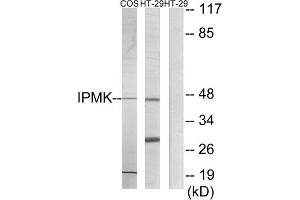 Western blot analysis of extracts from COS-7 cells and HT-29 cells, using IPMK antibody. (IPMK Antikörper  (C-Term))