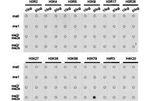 Dot-blot analysis of all sorts of methylation peptides using H3K79me3 antibody. (Histone 3 Antikörper  (H3K79me3))