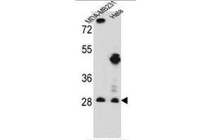 EIF4H Antibody (Center) western blot analysis in MDA-MB231,Hela cell line lysates (35µg/lane).