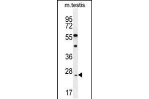 Western blot analysis in mouse testis tissue lysates (35ug/lane). (ROPN1L Antikörper  (N-Term))
