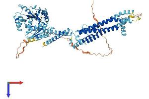 MX2 Protein (AA 1-715) (His tag)