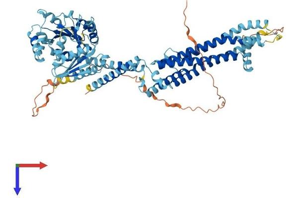 MX2 Protein (AA 1-715) (His tag)