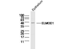 Mouse epithelium probed with ELMOD1 Polyclonal Antibody, Unconjugated  at 1:300 overnight at 4˚C. (ELMOD1 Antikörper  (AA 21-120))