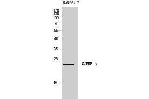 Western Blotting (WB) image for anti-CCAAT/enhancer Binding Protein (C/EBP), gamma (CEBPG) (Internal Region) antibody (ABIN3179897) (CEBPG Antikörper  (Internal Region))