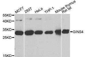 GINS4 Antikörper  (AA 108-207)
