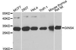Western blot analysis of extracts of various cell lines, using GINS4 antibody.