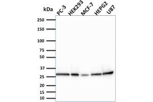 Western Blot Analysis of PC-3, HEK293, MCF-7, HEPG2 and U87 cells using BCL2L2 Mouse Monoclonal Antibody (CPTC-BCL2L2-2). (BCL2L2 Antikörper)