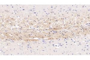 Detection of CDNF in Rat Cerebrum Tissue using Monoclonal Antibody to Cerebral Dopamine Neurotrophic Factor (CDNF) (CDNF Antikörper  (AA 20-183))
