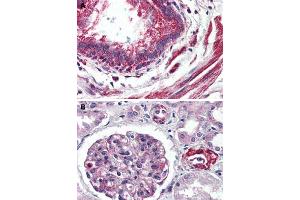 Immunohistochemical staining of human lung, bronchiole (A) and human kidney (B) with GPR150 polyclonal antibody . (GPR150 Antikörper  (C-Term))