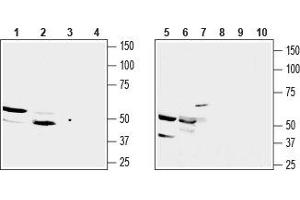 Western blot analysis of rat kidney membrane (lanes 1 and 3), mouse kidney lysate (lanes 2 and 4), mouse TK-1 T-cell lymphoma (lanes 5 and 8), mouse J774 macrophage cell (lanes 6 and 9) and human Jurkat acute T cell leukemia (lanes 7 and 10) lysates: - 1,2,5,6,7. (SUCNR1 Antikörper  (3rd Extracellular Loop))