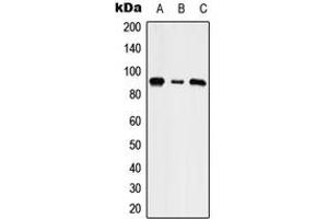 Western blot analysis of NHE5 expression in HepG2 (A), NIH3T3 (B), rat brain (C) whole cell lysates.