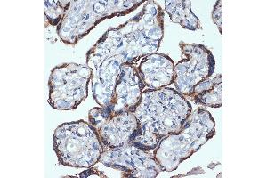 Immunohistochemistry of paraffin-embedded human placenta using P4HB Rabbit mAb (ABIN7269560) at dilution of 1:100 (40x lens). (P4HB Antikörper)