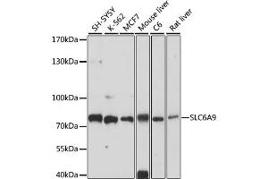 Western blot analysis of extracts of various cell lines, using SLC6 antibody (ABIN7267463) at 1:1000 dilution. (GLYT1 Antikörper  (AA 1-110))