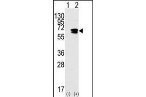 Western blot analysis of Rad9(arrow) using rabbit polyclonal Rad9 BH3 domain Pab (ABIN388113 and ABIN2846261). (RAD9A Antikörper  (AA 1-30))