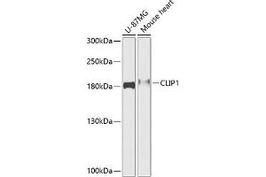 Western blot analysis of extracts of various cell lines, using CLIP1 antibody (ABIN6127542, ABIN6138725, ABIN6138727 and ABIN6216148) at 1:1000 dilution. (CLIP1 Antikörper  (AA 1228-1427))