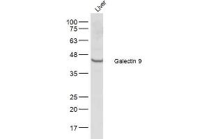 Mouse liver lysates probed with Galectin 9 Polyclonal Antibody, Unconjugated  at 1:500 dilution and 4˚C overnight incubation.