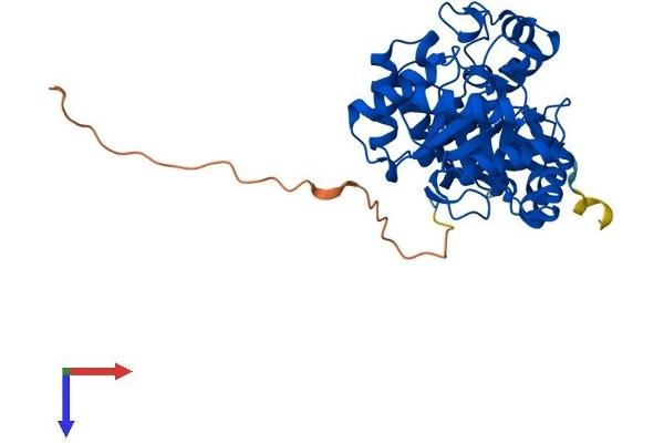 KCNAB2 Protein (AA 1-367) (His tag)