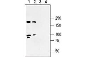 Western blot analysis of rat (lanes 1 and 3) and mouse (lanes 2 and 4) brain synaptosomal fractions: - 1,2.