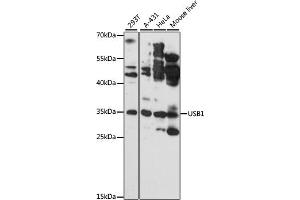 Western blot analysis of extracts of various cell lines, using USB1 antibody (ABIN6133400, ABIN6149979, ABIN6149980 and ABIN6217152) at 1:3000 dilution.