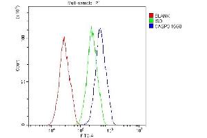 Flow Cytometry analysis of HepG2 cells using anti- Caspase-3 antibody (ABIN6719555).