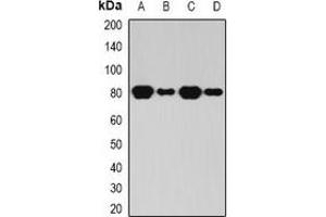 Western blot analysis of BAP1 expression in HL60 (A), THP1 (B), mouse kidney (C), rat brain (D) whole cell lysates.