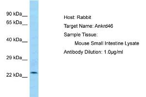 Host: Rabbit Target Name: ANKRD46 Sample Tissue: Mouse Small Intestine Antibody Dilution: 1ug/ml (ANKRD46 Antikörper  (C-Term))