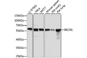 Western blot analysis of extracts of various cell lines, using BECN1 antibody. (Beclin 1 Antikörper  (AA 1-280))