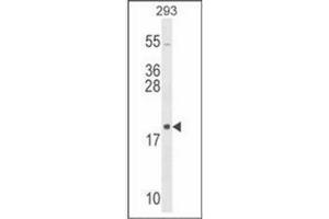 Western blot analysis in 293 cell line lysates (35 ug/lane) using RPL26 Antibody (C-term) Cat. (RPL26 Antikörper  (C-Term))