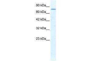 Western Blotting (WB) image for anti-DEAD (Asp-Glu-Ala-Asp) Box Polypeptide 23 (DDX23) antibody (ABIN2461345) (DDX23 Antikörper)