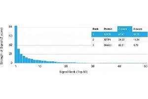 Analysis of Protein Array containing more than 19,000 full-length human proteins using EGFR Mouse Monoclonal Antibody (GFR/2341) Z- and S- Score: The Z-score represents the strength of a signal that a monoclonal antibody (MAb) (in combination with a fluorescently-tagged anti-IgG secondary antibody) produces when binding to a particular protein on the HuProtTM array. (EGFR Antikörper  (AA 344-492))