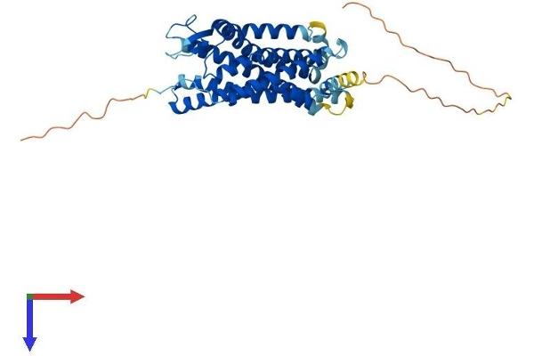 Apelin Receptor Protein (APLNR) (AA 1-380) (His tag)