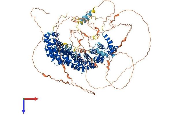 SAPS2 Protein (AA 1-966) (His tag)