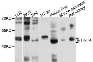 Western blot analysis of extracts of various cells, using HRH4 antibody. (HRH4 Antikörper)