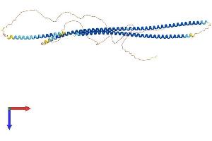AlphaFold protein structure predicition of Human Recombinant KRT78 Protein, UniprotID Q8N1N4