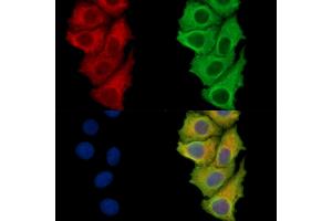 ABIN7094925 and ABIN7098981 staining Hela cells by IF/ICC. (Calpastatin Antikörper)