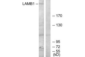 Western Blotting (WB) image for anti-Laminin, beta 1 (LAMB1) (C-Term) antibody (ABIN1850452) (Laminin beta 1 Antikörper  (C-Term))