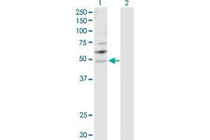 Western Blot analysis of YBX2 expression in transfected 293T cell line by YBX2 MaxPab polyclonal antibody. (YBX2 Antikörper  (AA 1-364))