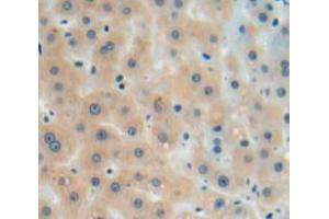 IHC-P analysis of liver tissue, with DAB staining. (Coagulation Factor X Antikörper  (AA 21-481))