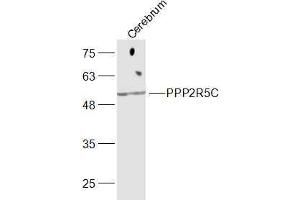 Mouse cerebrum lysates probed with PPP2R5C Polyclonal Antibody, Unconjugated  at 1:300 dilution and 4˚C overnight incubation. (PPP2R5C Antikörper  (AA 390-435))