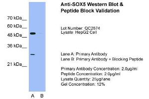 Host: Rabbit  Target Name: SOX5  Sample Tissue: HepG2Lane A:  Primary Antibody Lane B:  Primary Antibody + Blocking Peptide Primary Antibody Concentration: 2. (SOX5 Antikörper  (C-Term))