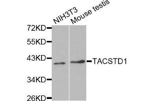 Western blot analysis of extracts of various cell lines, using TACSTD1 antibody. (EpCAM Antikörper  (AA 40-260))