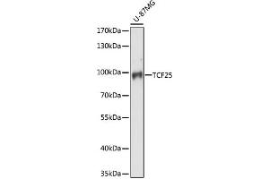 Western blot analysis of extracts of U-87MG cells, using TCF25 antibody (ABIN7270881) at 1:1000 dilution. (TCF25 Antikörper  (AA 1-300))
