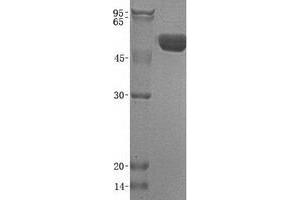 Western Blotting (WB) image for Advanced Glycosylation End Product-Specific Receptor (AGER) (Transcript Variant 1) protein (His tag) (ABIN2730427)