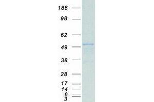 Validation with Western Blot