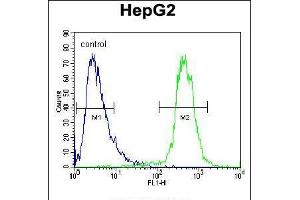 Flow cytometric analysis of HepG2 cells (right histogram) compared to a negative control cell (left histogram). (ATP13A3 Antikörper  (N-Term))