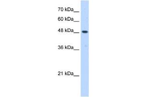 ERGIC3 antibody used at 0. (ERGIC3 Antikörper  (C-Term))