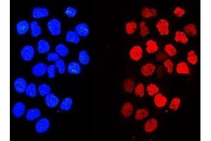 IF analysis of Histone H1. (Histone H1 Antikörper  (AA 20-159))