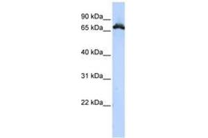 Image no. 1 for anti-Ribonucleoprotein, PTB-Binding 1 (RAVER1) (AA 396-445) antibody (ABIN6743043) (RAVER1 Antikörper  (AA 396-445))