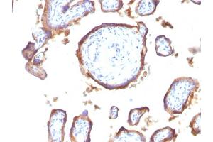 Formalin-fixed, paraffin-embedded human Placenta stained with EGFR Mouse Monoclonal Antibody (GFR1195).