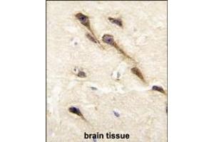 Formalin-fixed and paraffin-embedded human brain tissue reacted with CYP26B1 antibody (C-term), which was peroxidase-conjugated to the secondary antibody, followed by DAB staining. (CYP26B1 Antikörper  (C-Term))